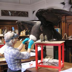 Allyson Rae conserving an Andean Condor specimen in preparation for its display in The Wonder of Birds exhibition at the Castle Museum, Norwich in May 2014. Image courtesy of Dr David Waterhouse and Norfolk Museum Service.