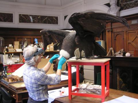 Allyson Rae conserving an Andean Condor specimen in preparation for its display in The Wonder of Birds exhibition at the Castle Museum, Norwich in May 2014. Image courtesy of Dr David Waterhouse and Norfolk Museum Service.
