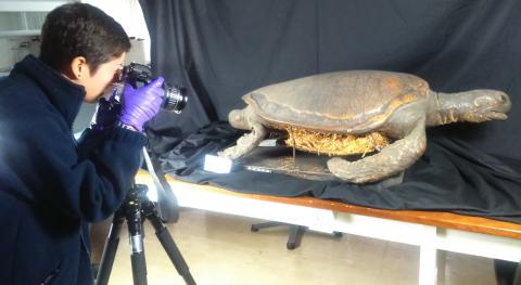 Abigail Duckor (bursary 2014-15) with Green Turtle specimen before treatment.  Image courtesy of Oxford University Natural History Museum.