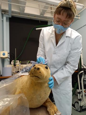 Ella cleaning a taxidermy specimen