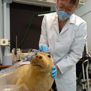 Ella cleaning a taxidermy specimen